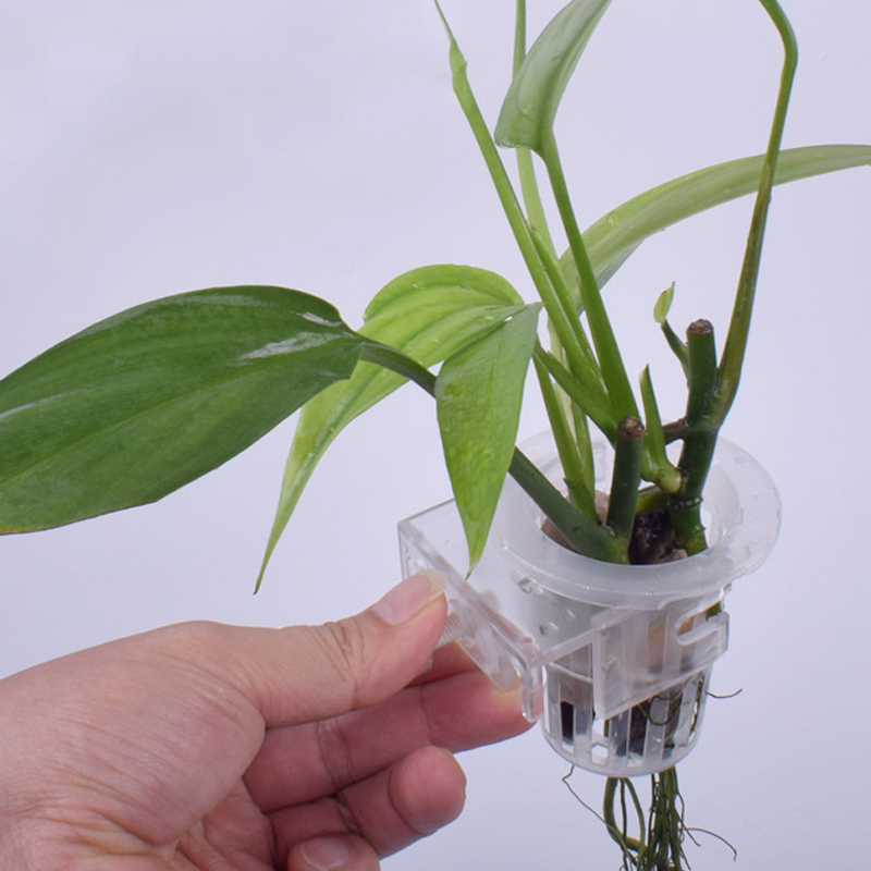 Aquarium Planted Wall - Wall Mounted Aquatic Plant Fixing Cup