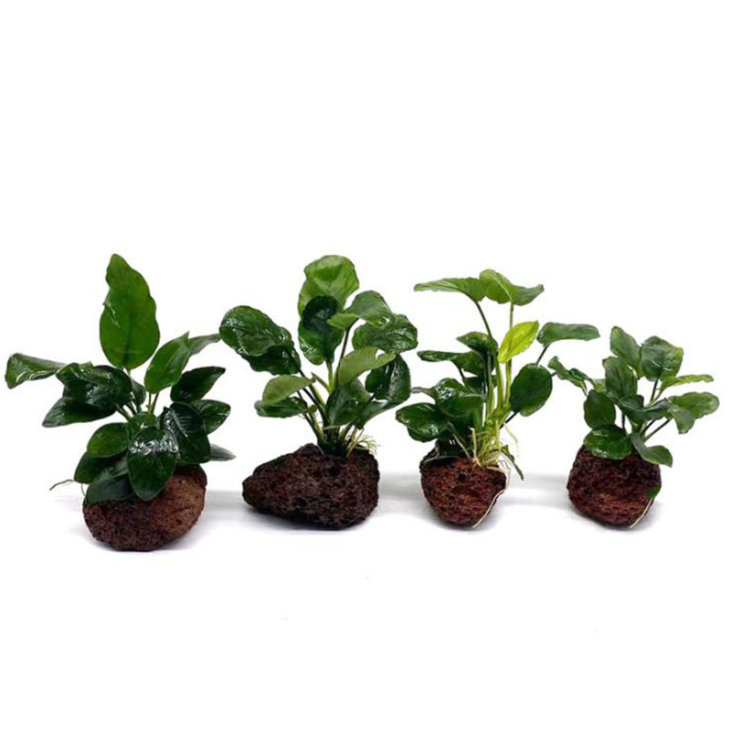 Volcanic Aquarium Decoration F - Aquarium Plant Rings recension och pris