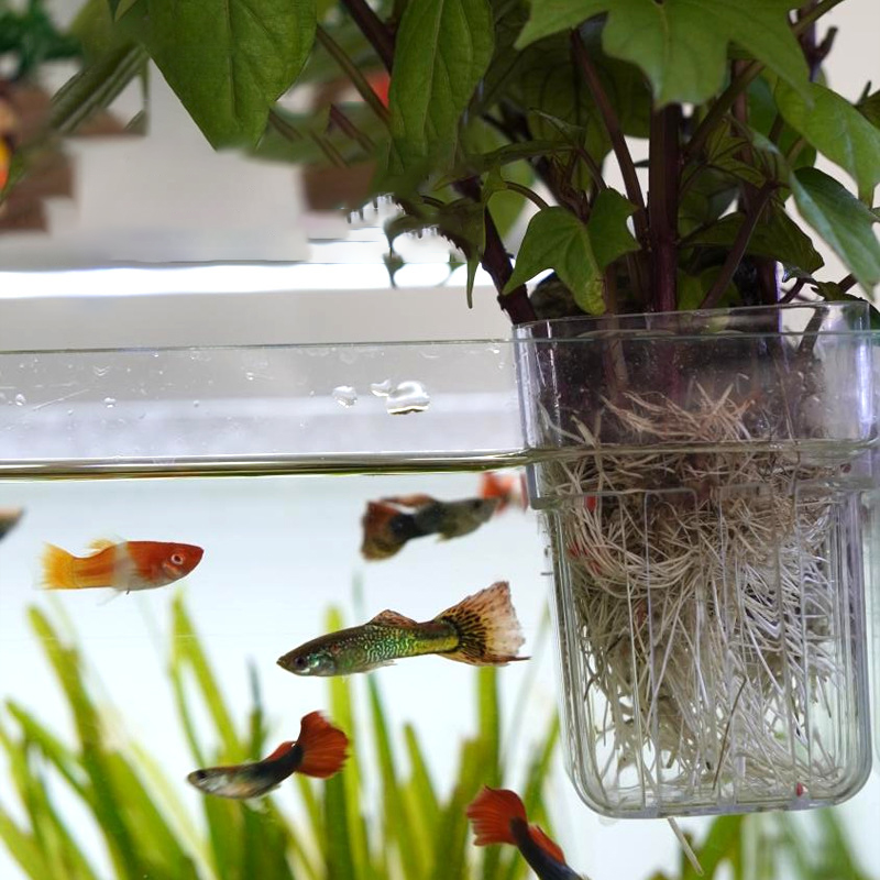 Wall-Mounted Hydroponic Planti - Aquarium Planted Wall recension och pris