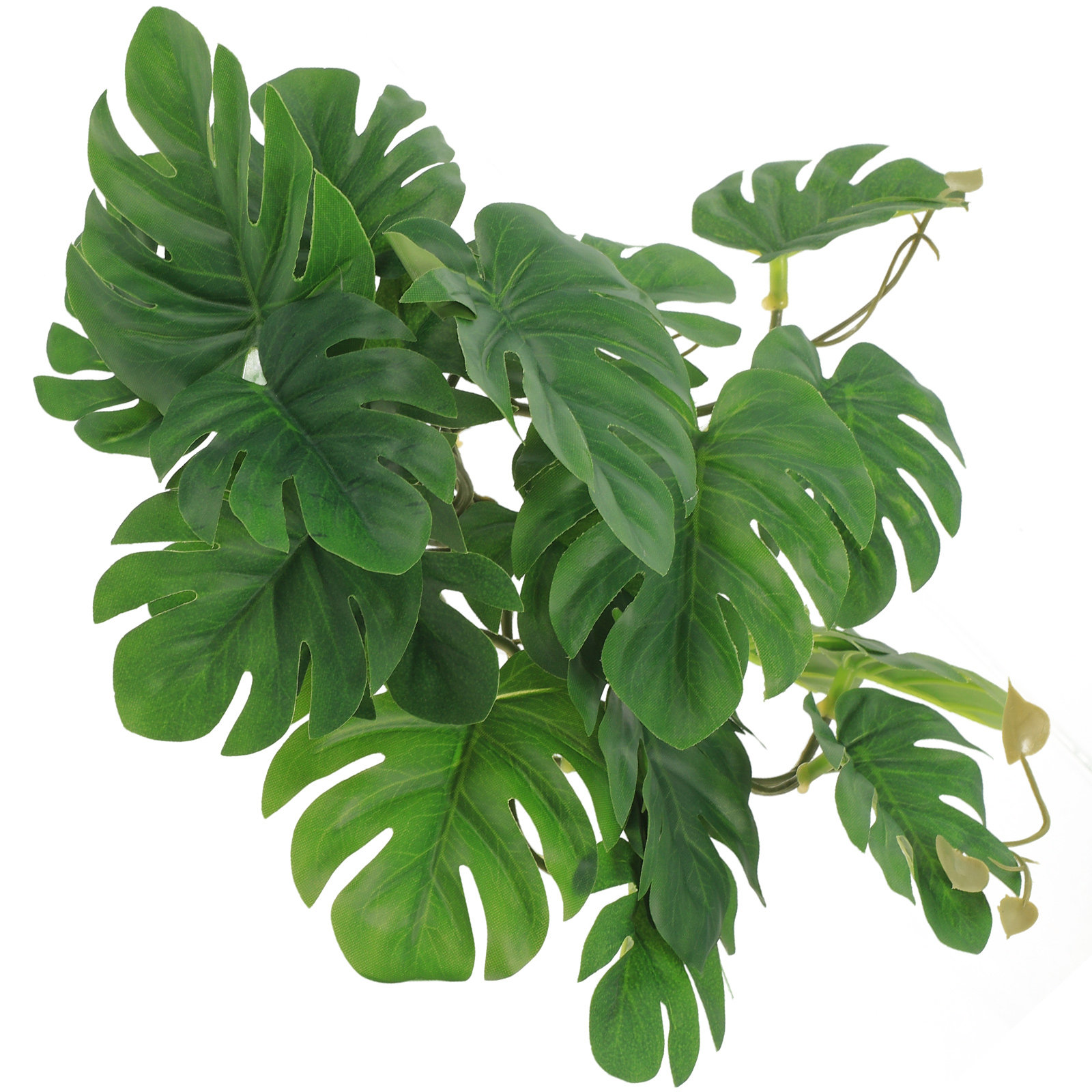 Safe Non Toxic Reptile Plants  - Non Planted Aquarium Fish recension och pris