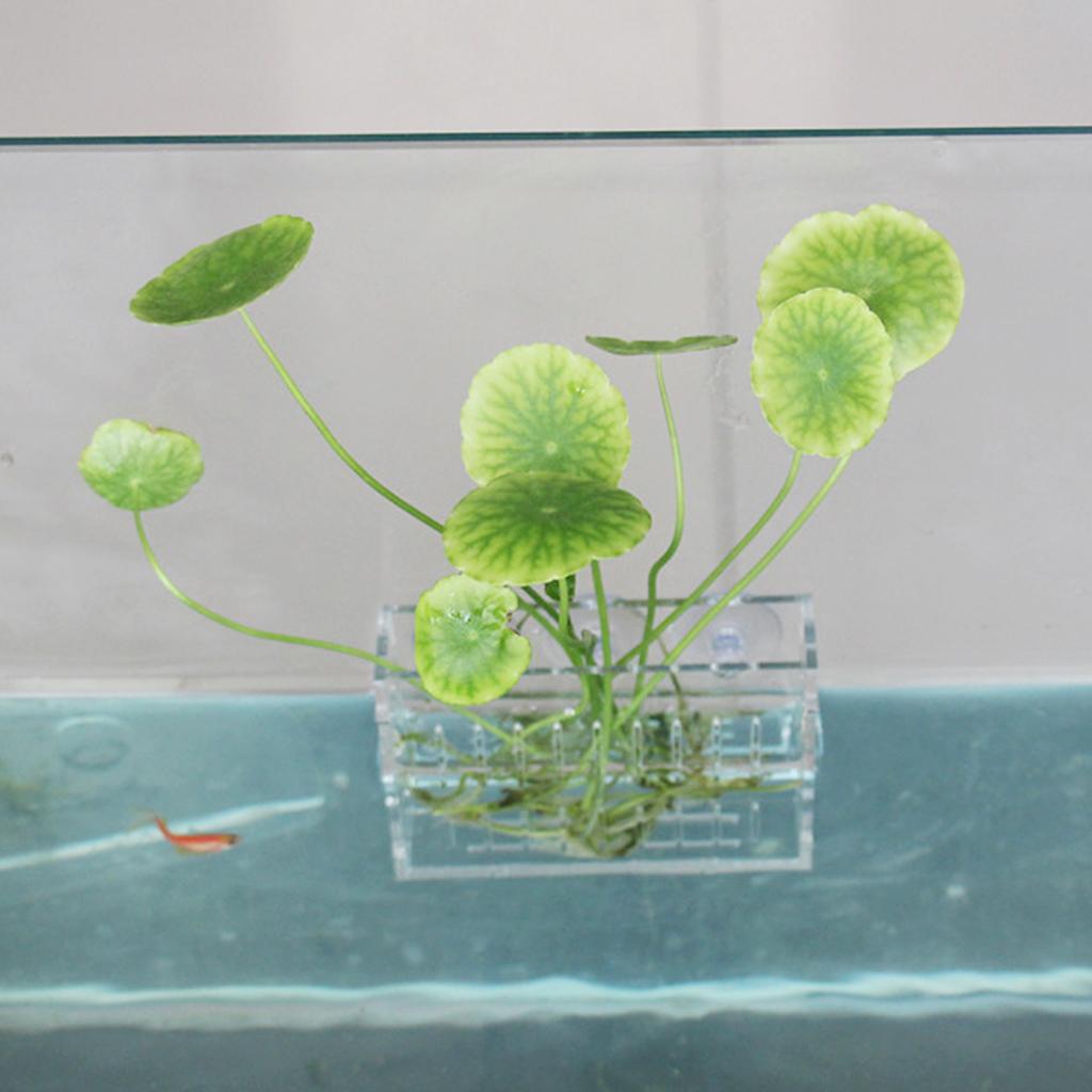 Aquatic Plants Holder Acrylic  - Aquarium Planted Wall recension och pris