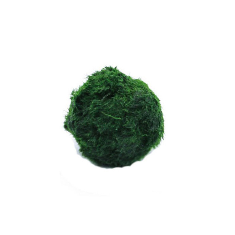 Marimo Moss Balls Live Aquariu - Aquarium Plant Rings recension och pris