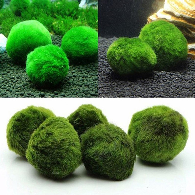 Marimo Moss Balls Live Aquariu - Aquarium Plant Rings recension och pris