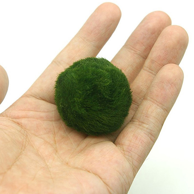 Marimo Moss Balls Live Aquariu - Aquarium Plant Rings recension och pris