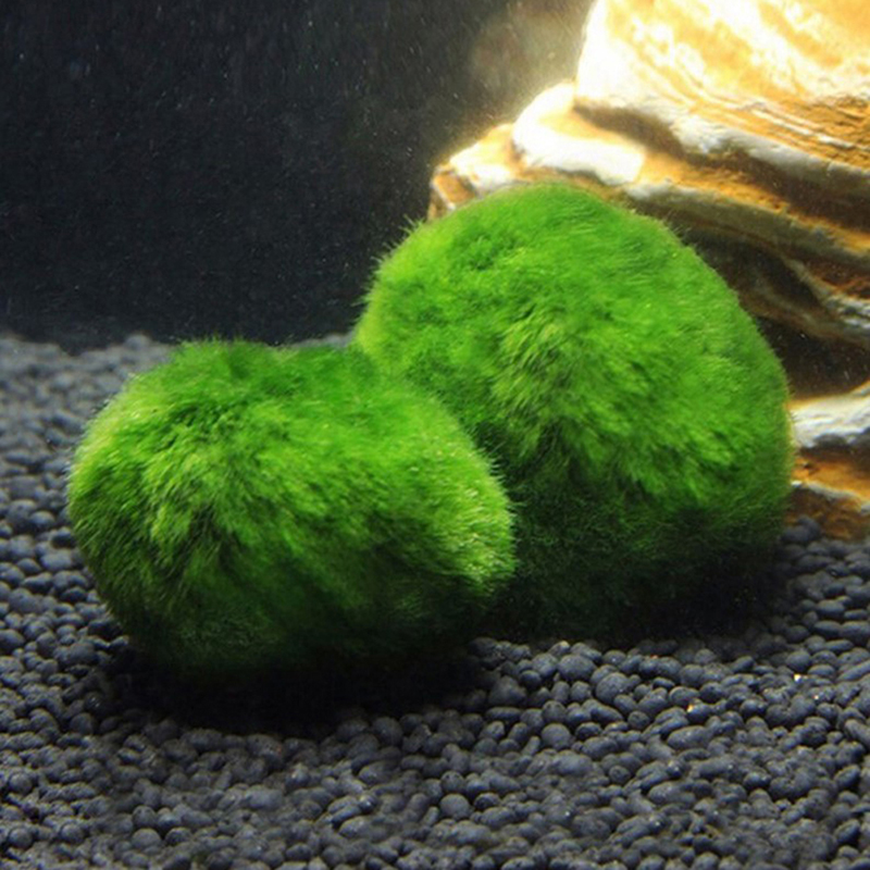 Marimo Moss Balls Live Aquariu - Aquarium Plant Rings recension och pris