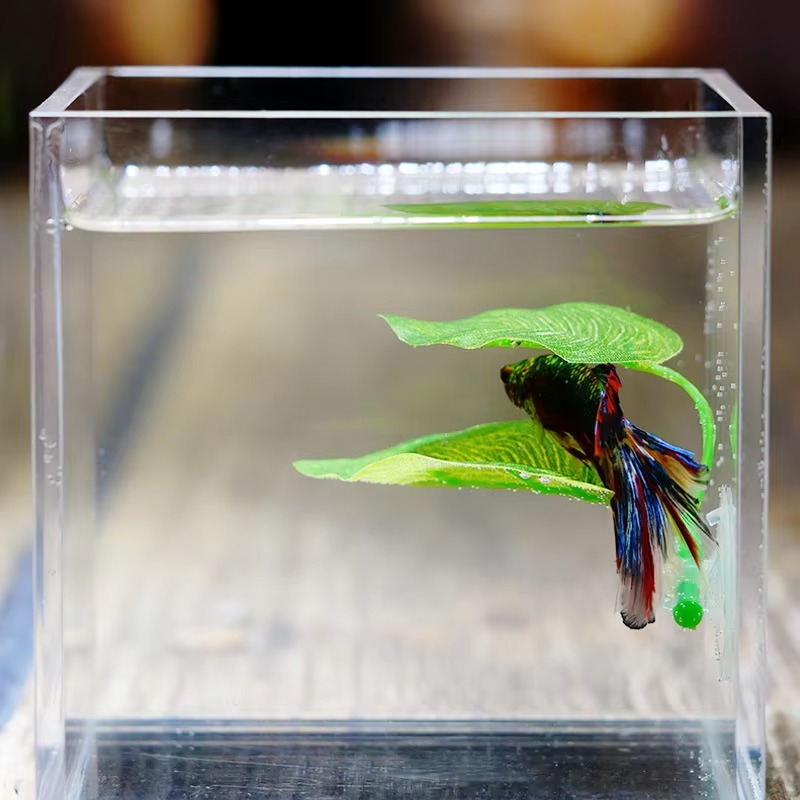 Betta Fish Rest Aquarium Leaf  - Planted Aquarium Betta recension och pris