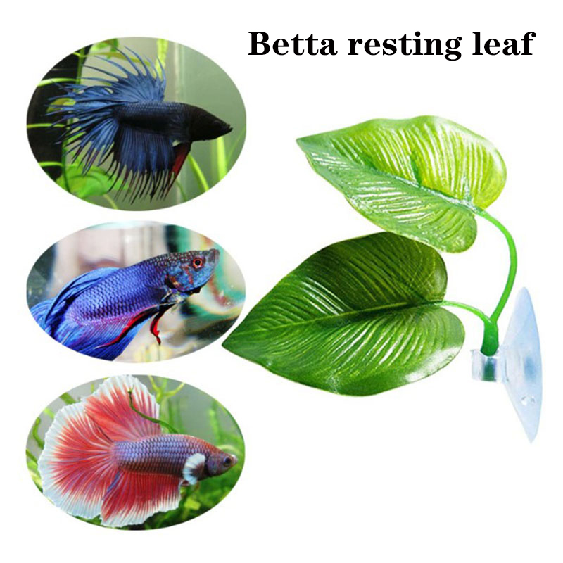 Betta Fish Rest Aquarium Leaf  - Planted Aquarium Betta recension och pris