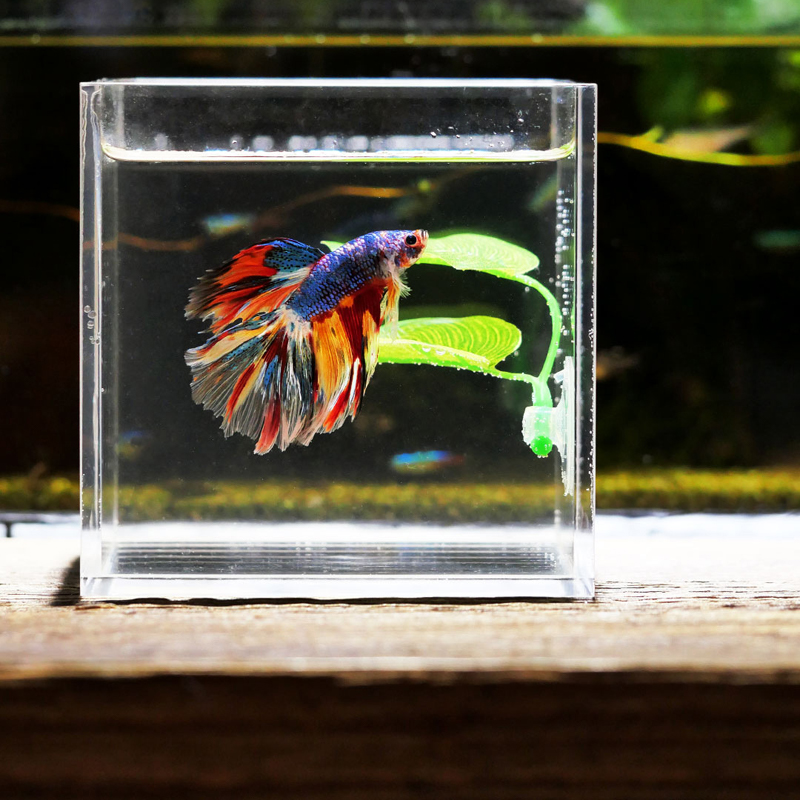 Betta Fish Rest Aquarium Leaf  - Planted Aquarium Betta recension och pris