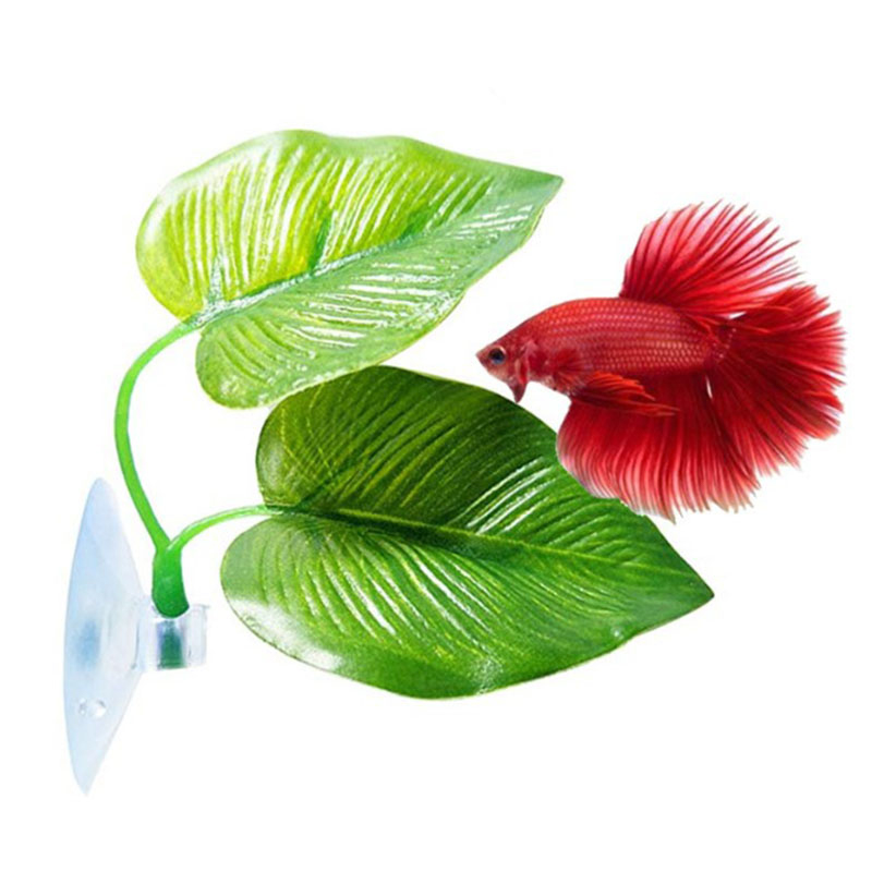 Betta Fish Rest Aquarium Leaf  - Planted Aquarium Betta recension och pris